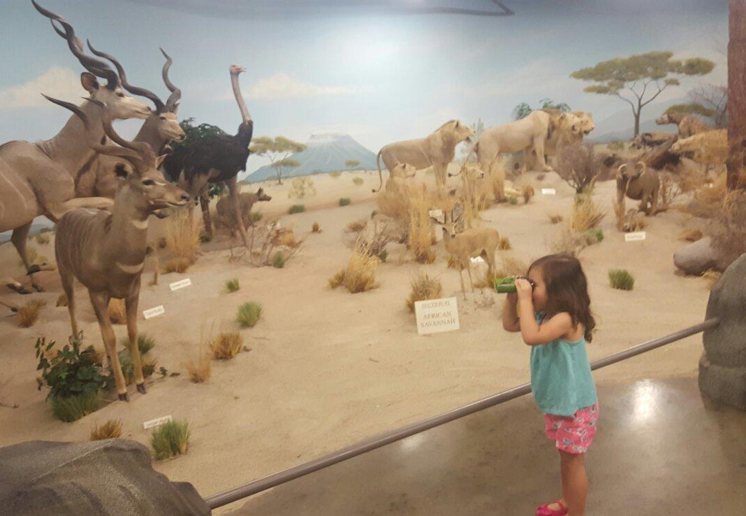 Rosenbruch World Wildlife Museum-圣乔治必去景点