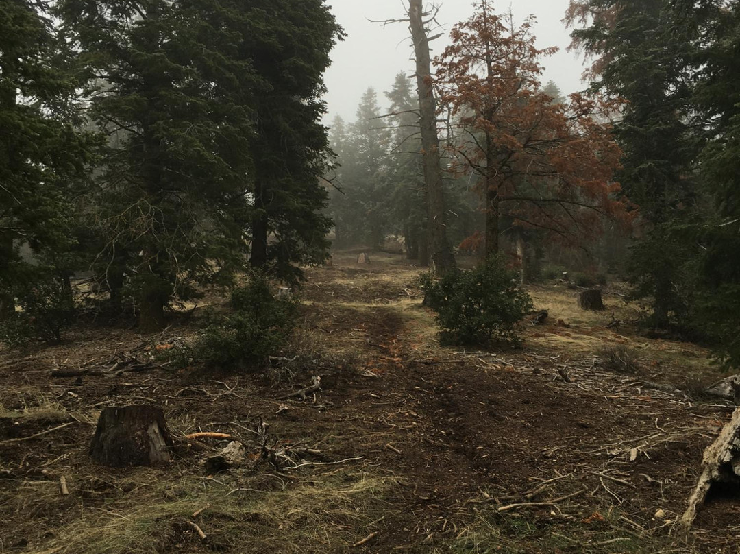 Tehachapi Mountain Park-特哈查比必去景点