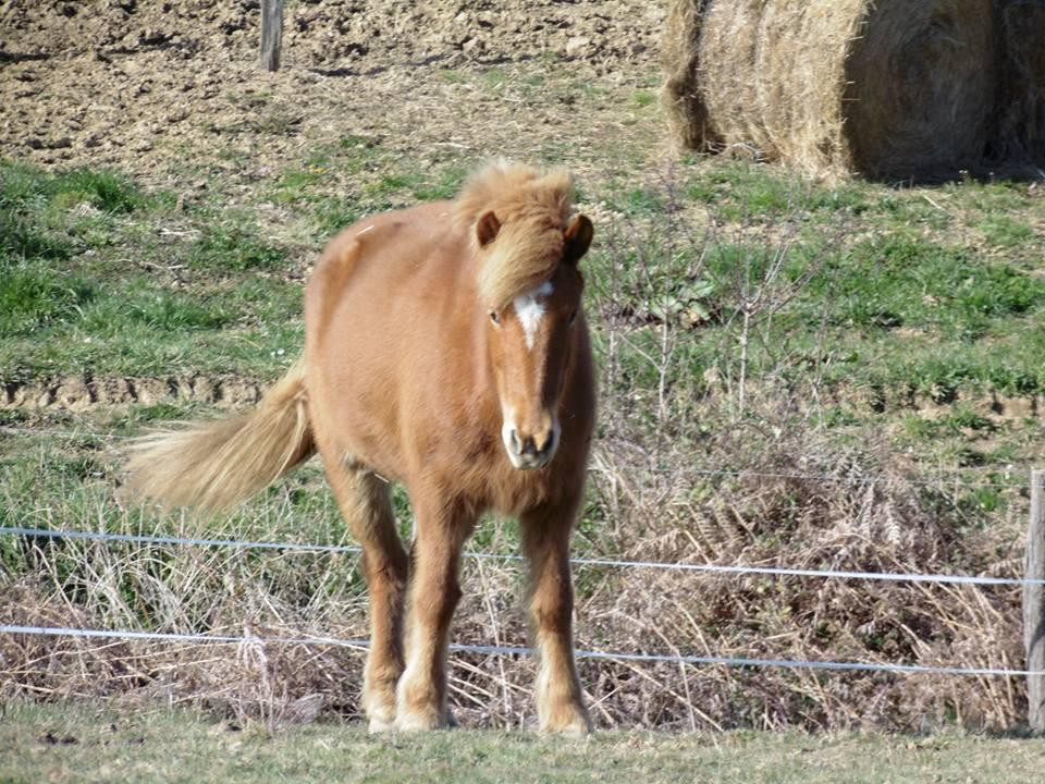 Farandole Equestre-Esplas必去景点