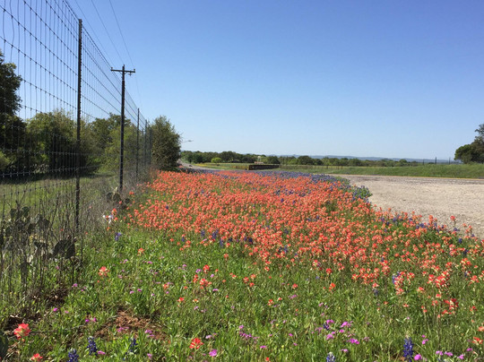 Bluebonnet Trail-Llano必去景点