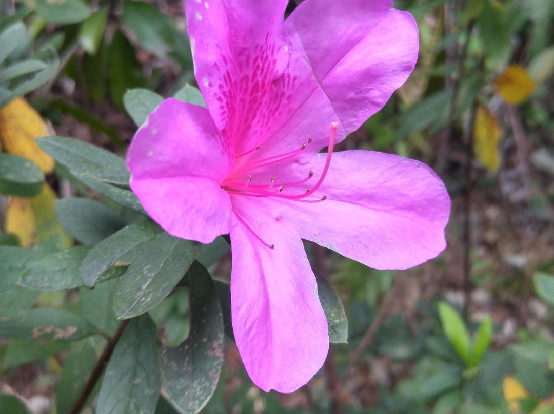 马峦山-深圳市必去景点