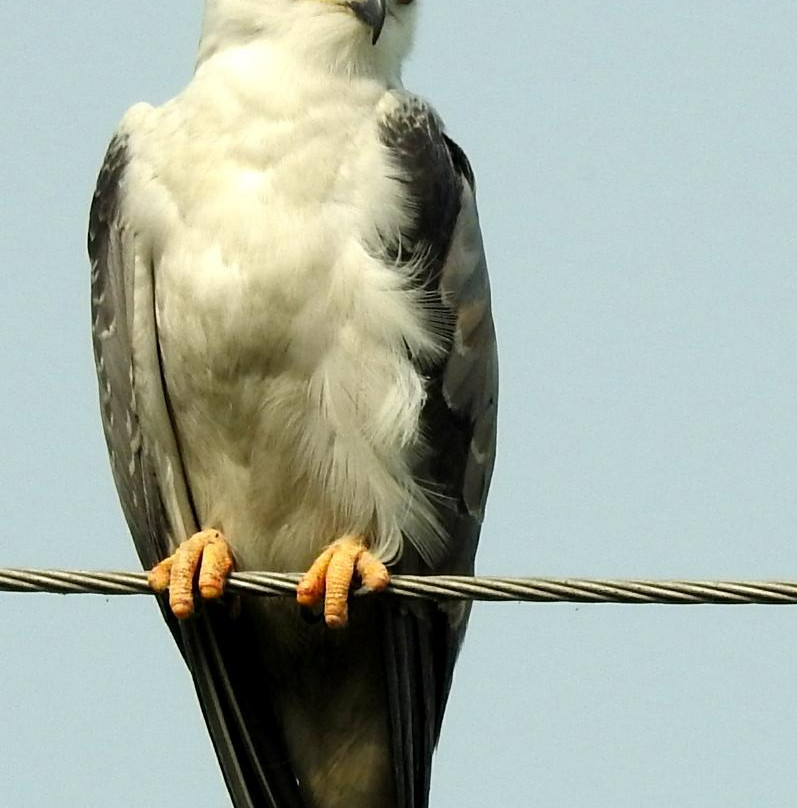 Bhindawas Wildlife  Sanctuary景点图片
