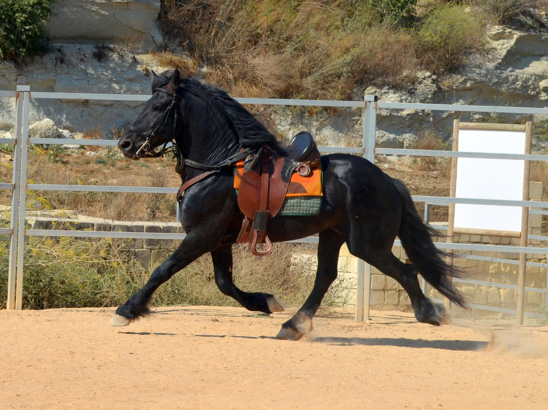 Victor's Horse & Carriage-Xaghra必去景点