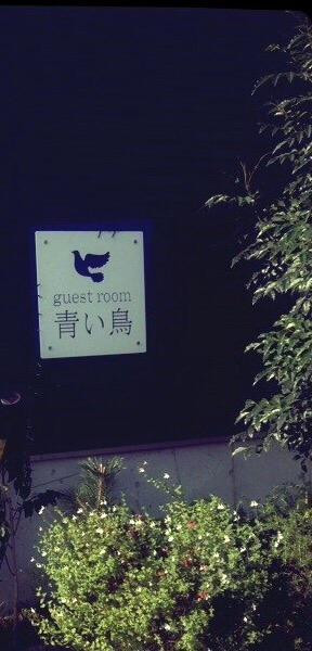 Aoitori主图