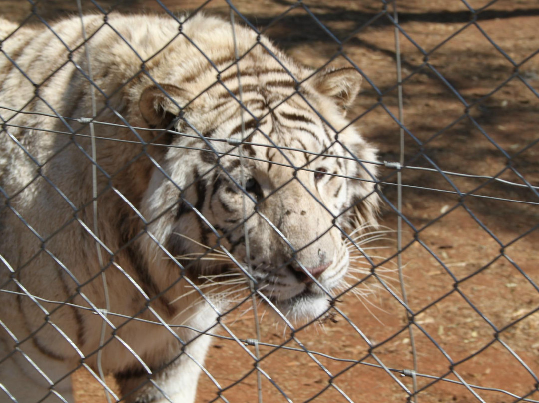 Chameleon Village Lion & Tiger Park-Brits必去景点