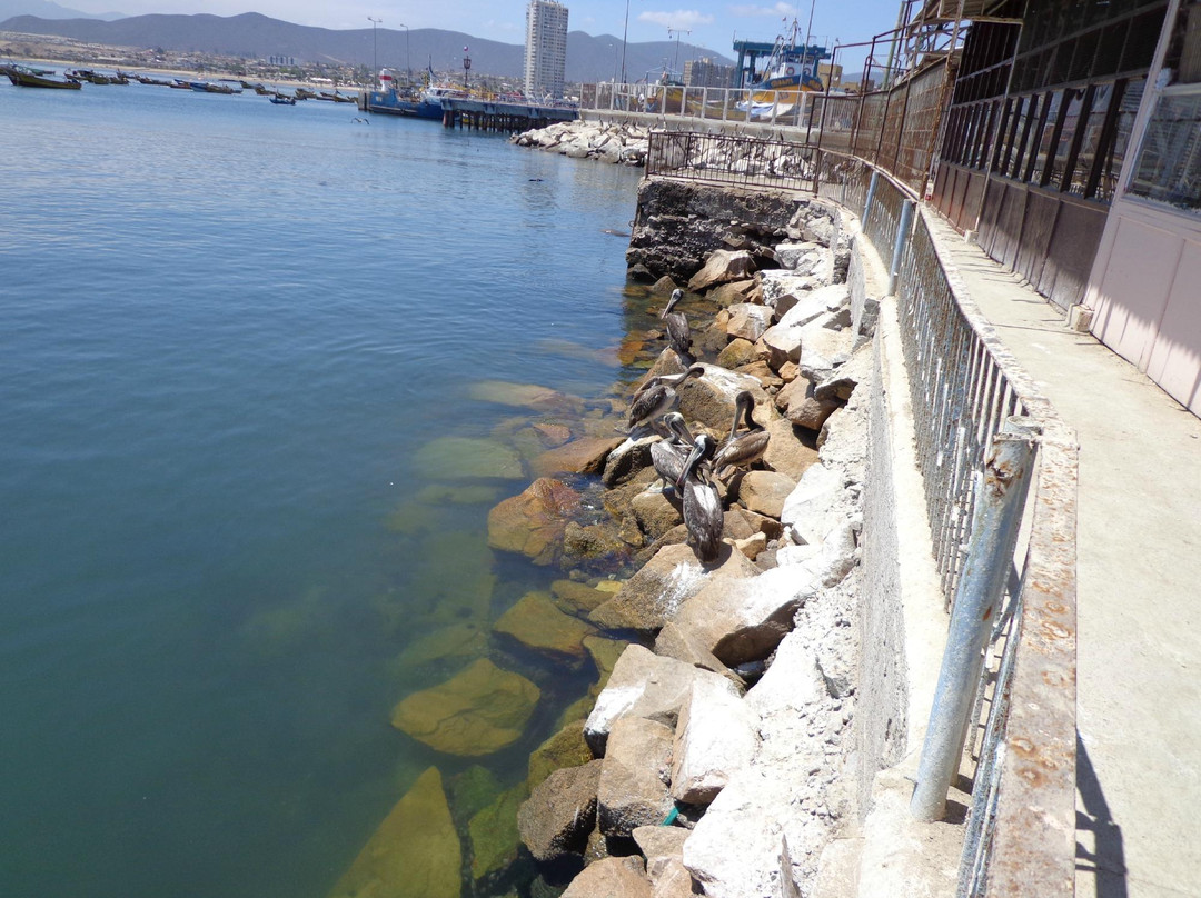 Feria Abasto La Costanera de Coquimbo S.A-Coquimbo必去景点