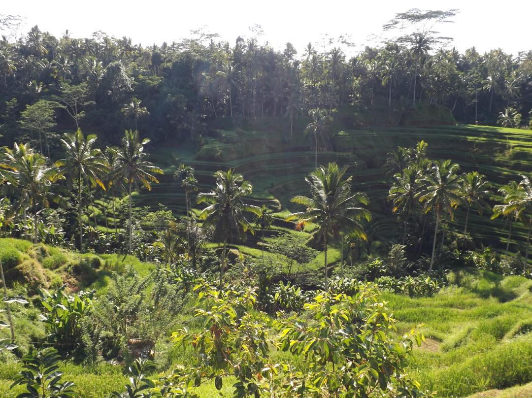 Bali Bike Tour景点图片