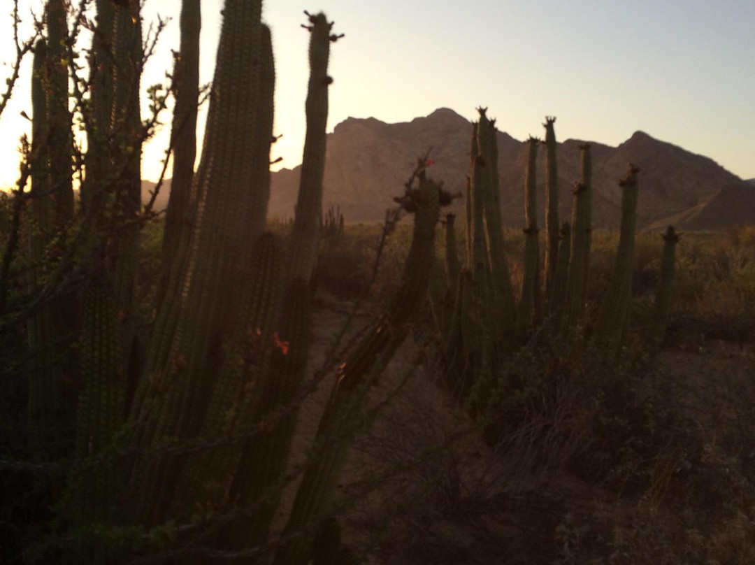 El Rancho del Desierto-圣卡洛斯必去景点