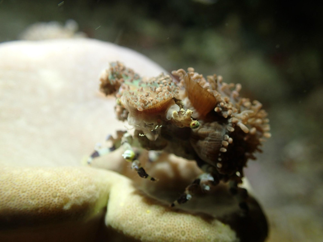 Fish Buddies Dive Shop景点图片