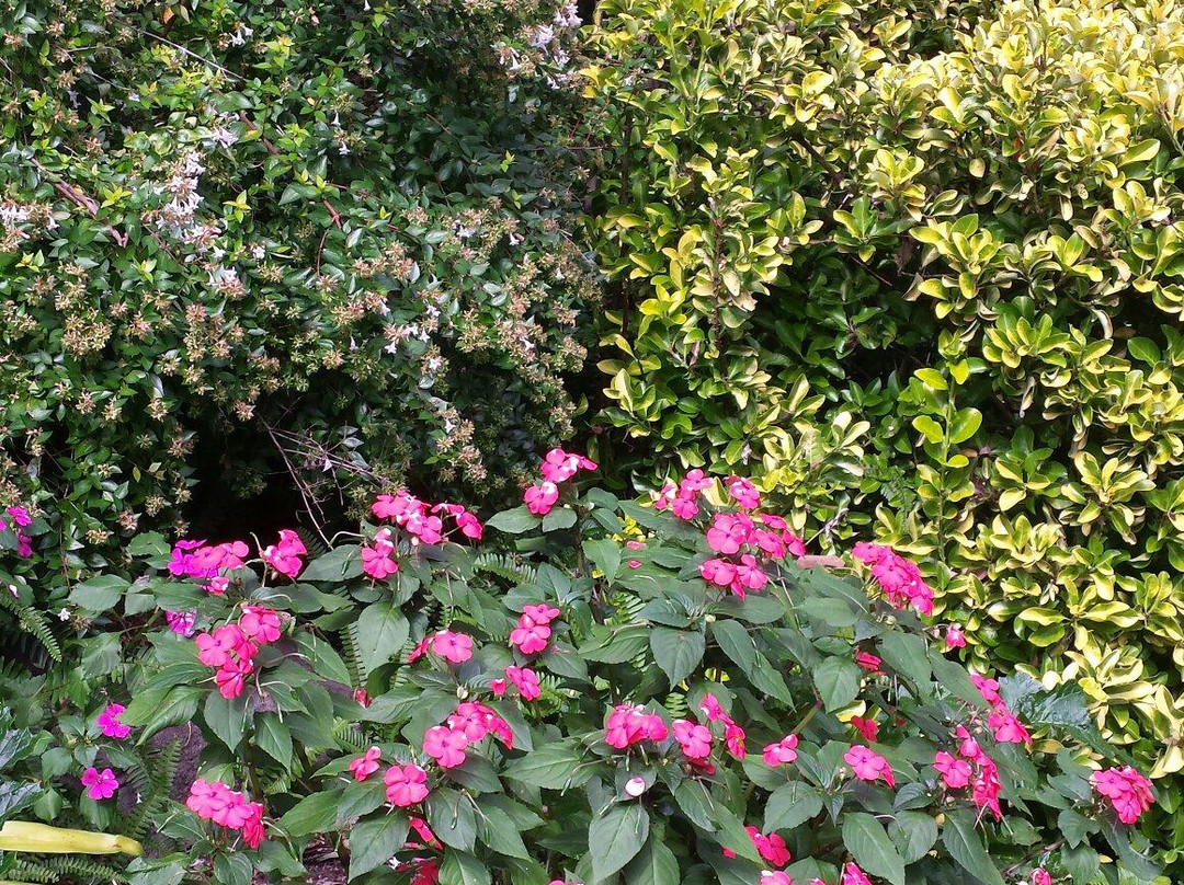 E G Waterhouse National Camellia Gardens-萨瑟兰郡必去景点