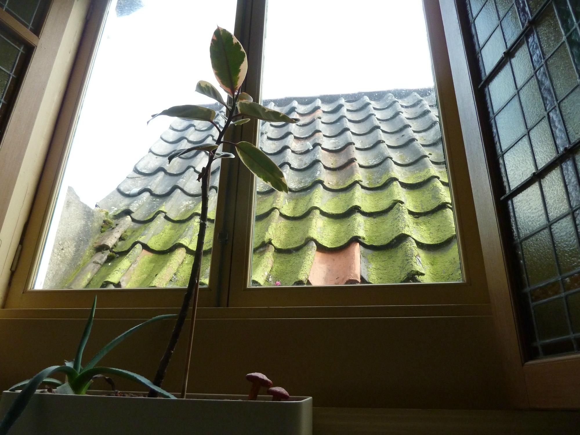 Pension B&B KlaasVaak-客卧