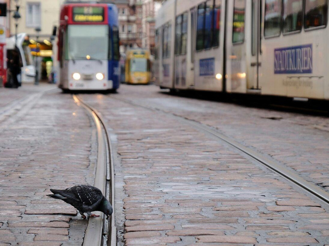 Freiburg Free Walking Tour-佛莱堡必去景点