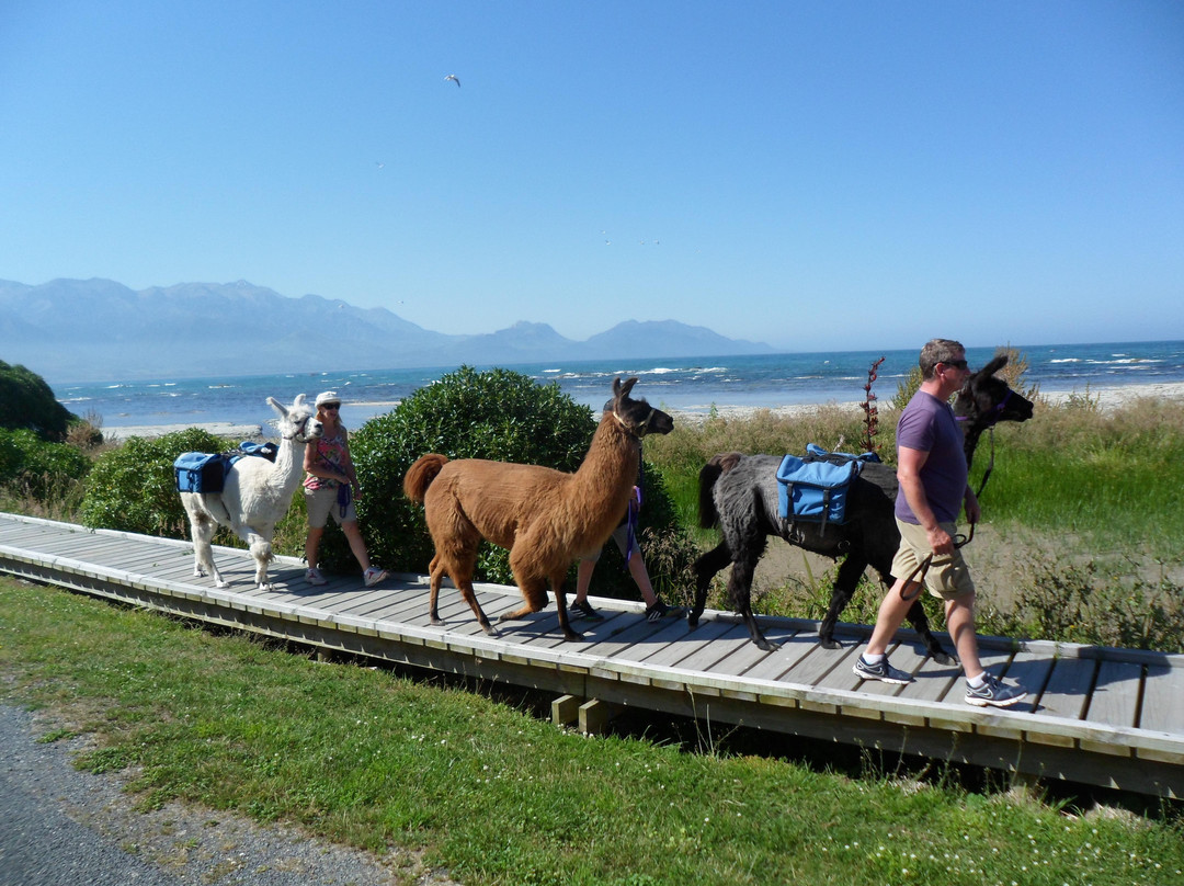 Kaikoura Llama Trekking-Kaikoura必去景点