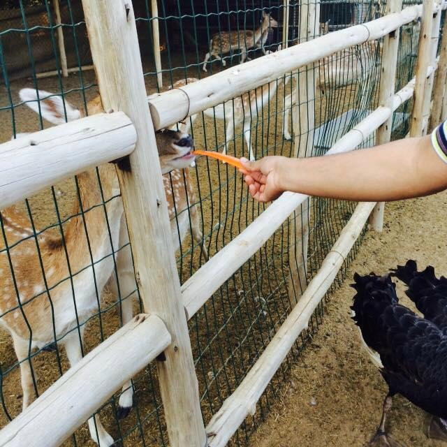 Posh Paws Animal Sanctuary And Petting Zoo-沙迦必去景点