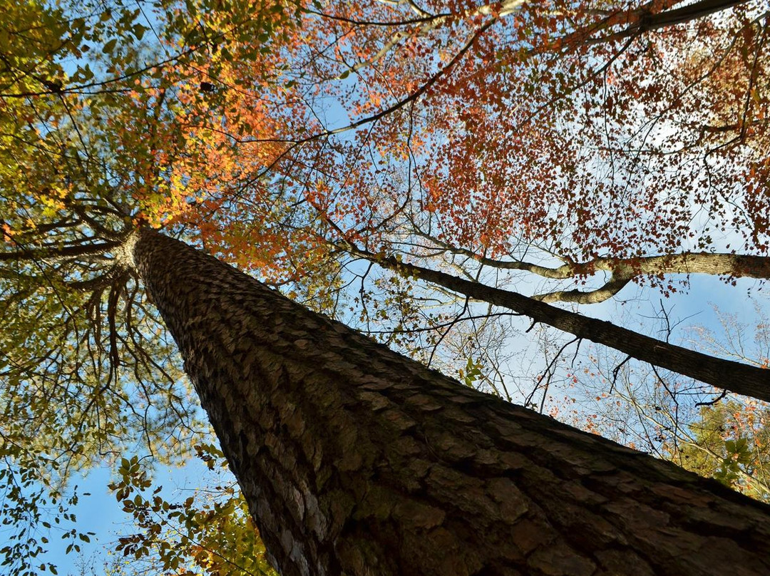 Clemmons Educational State Forest景点图片