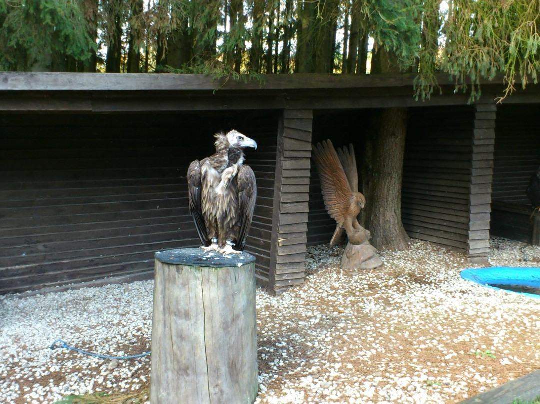 Greifvogelstation & Wildfreigehege Hellenthal景点图片