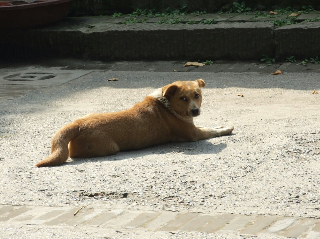 元通古镇-崇州市必去景点