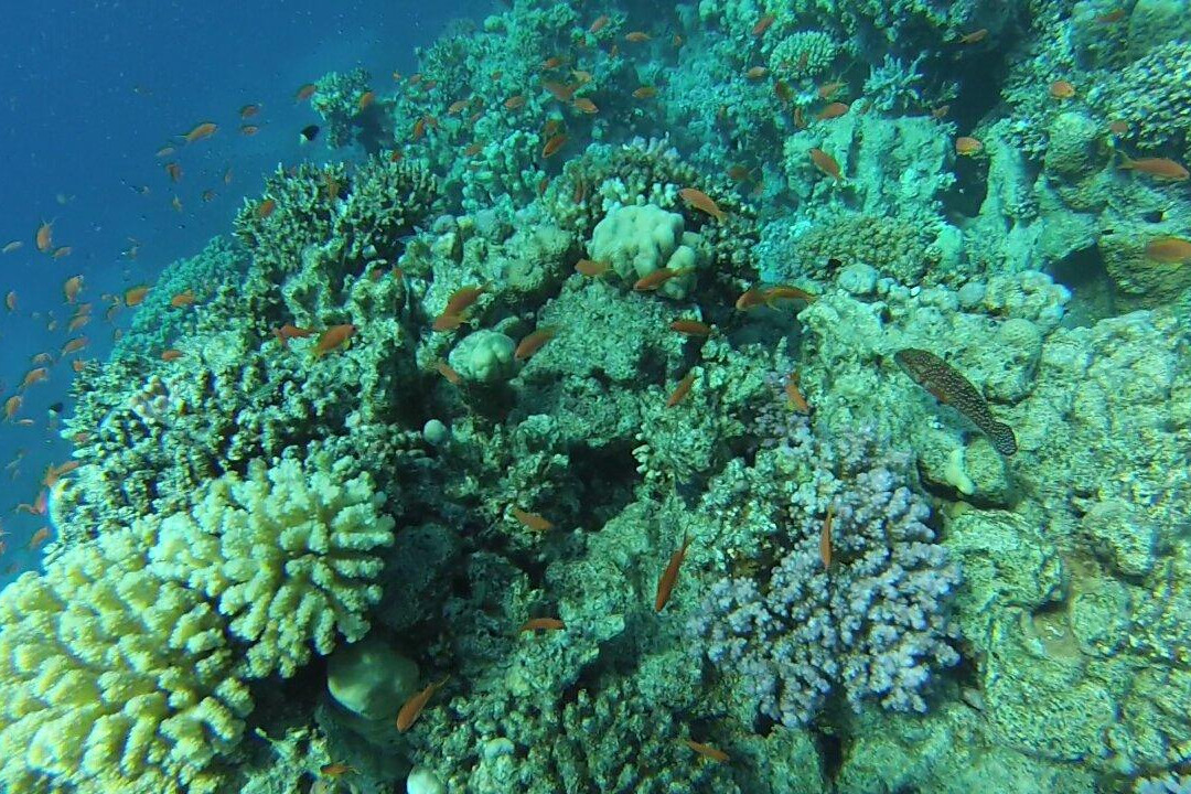 dive1one-沙姆沙伊赫必去景点