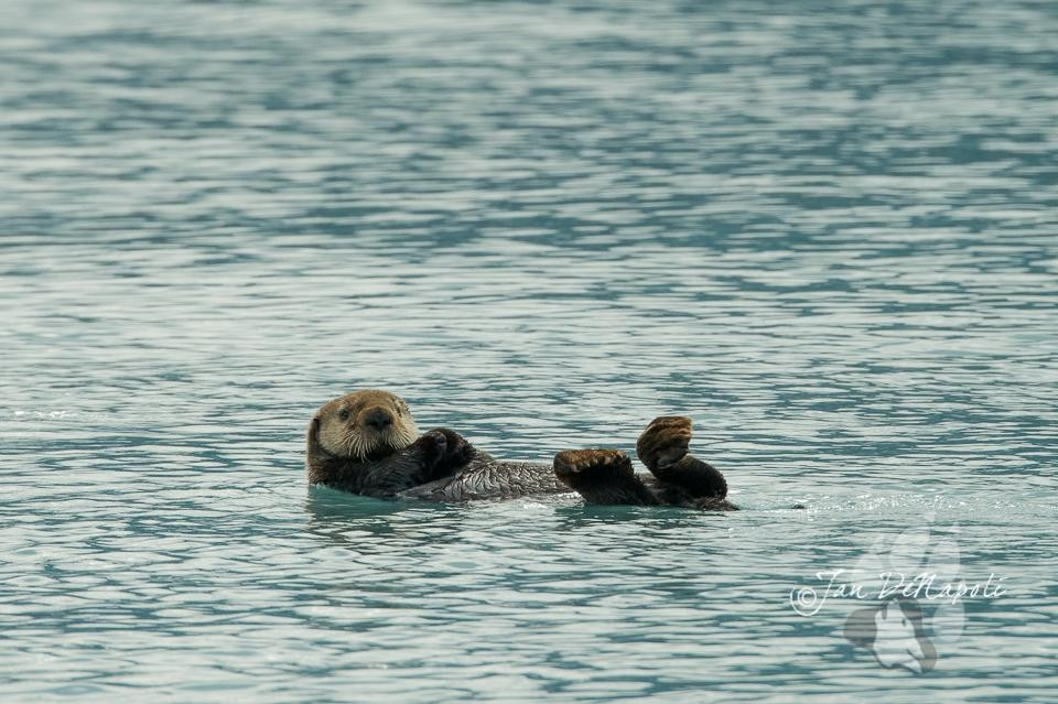 G'day Charters, LLC-瓦尔迪兹必去景点