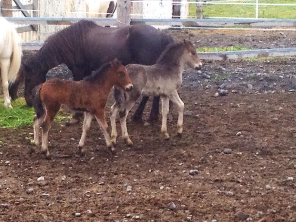 Galsi Horse Rental-Blonduos必去景点