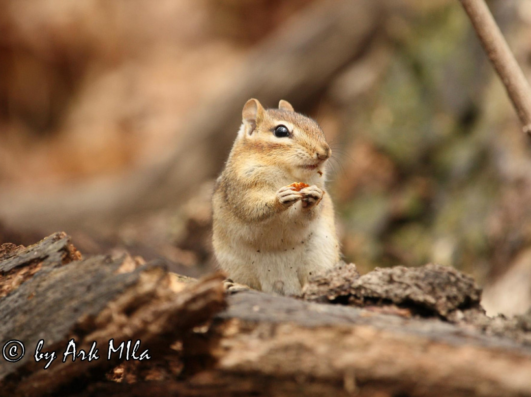 格雷蒂尔湖-多伦多必去景点