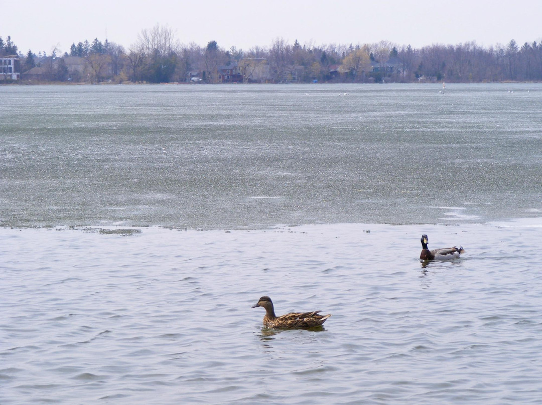 Wilcox Lake景点图片
