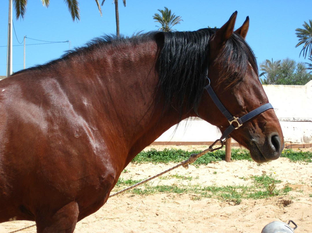 Mezraya Ranch-杰尔巴岛必去景点
