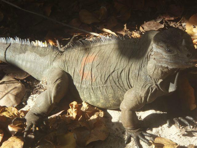 Mona Island-Mayaguez必去景点