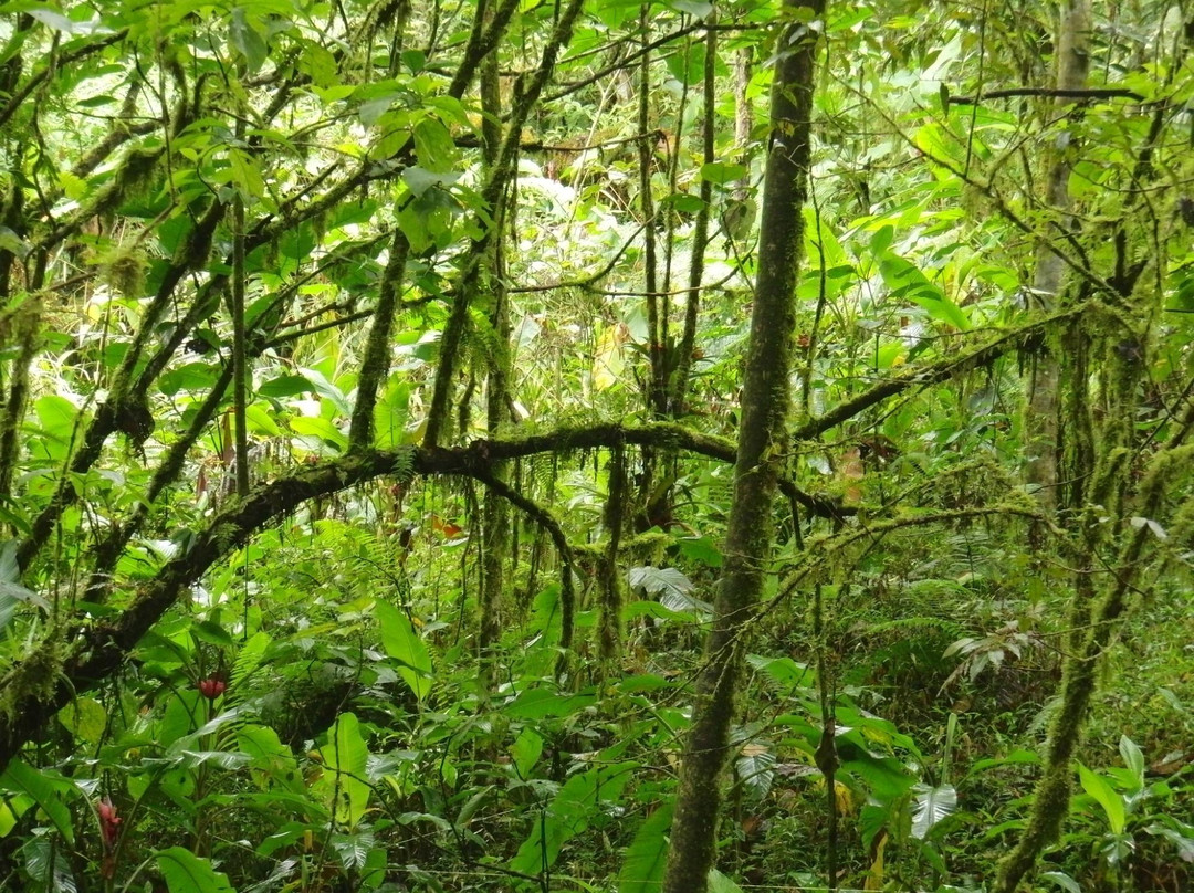 El Silencio de Los Angeles Cloud Forest Reserve景点图片