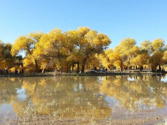 内蒙古额济纳旗胡杨林国家级自然保护区-阿拉善左旗必去景点