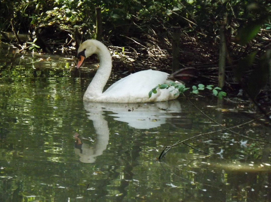 Les Oiseaux du Marais Poitevin景点图片