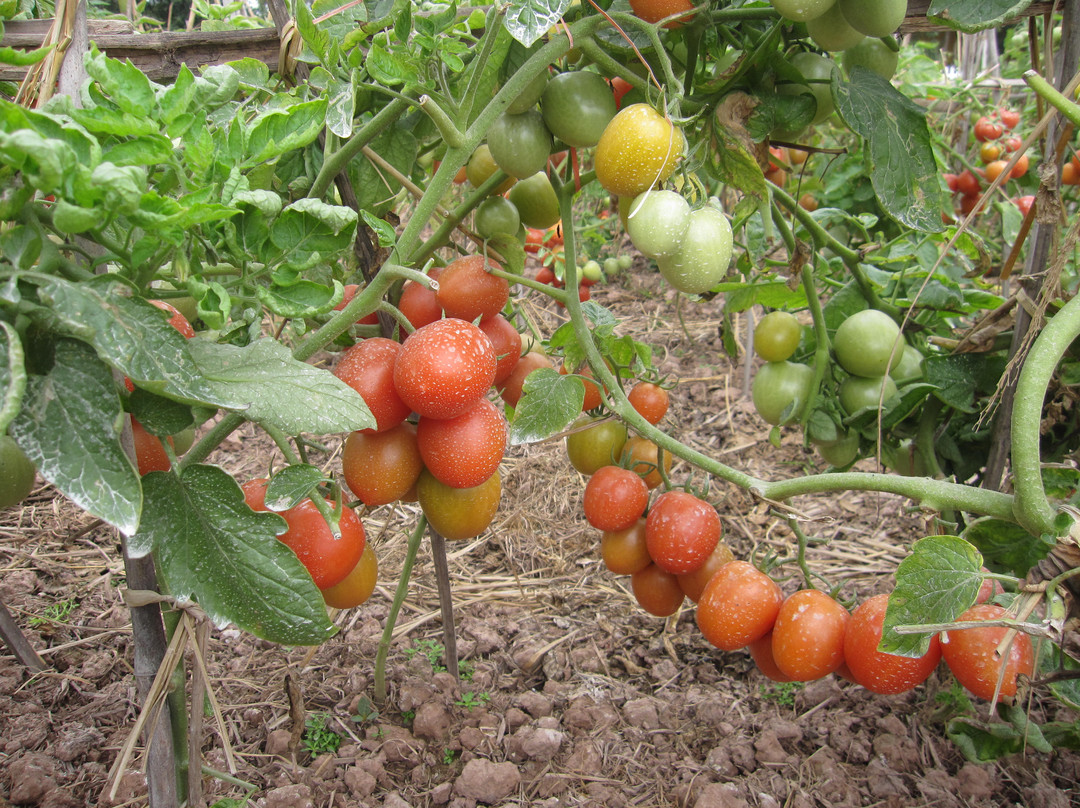 古芝地道-胡志明市必去景点