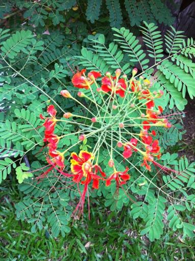 Residence Schaka-客卧