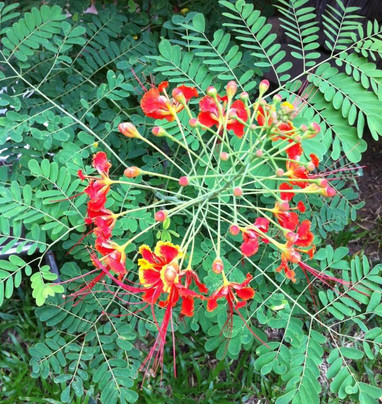 Residence Schaka主图