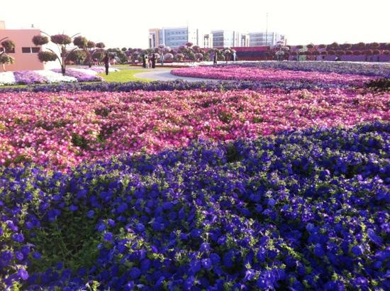奇迹花园-迪拜必去景点
