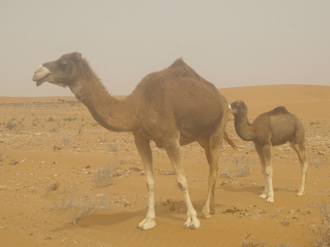 Laayoune Off Road-Laâyoune必去景点