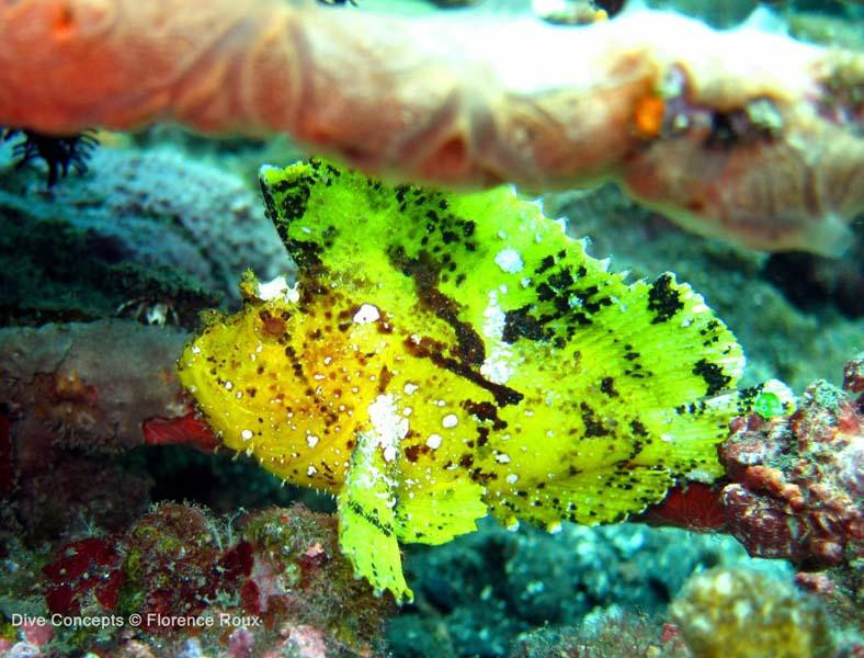 Dive Concepts-图兰本必去景点