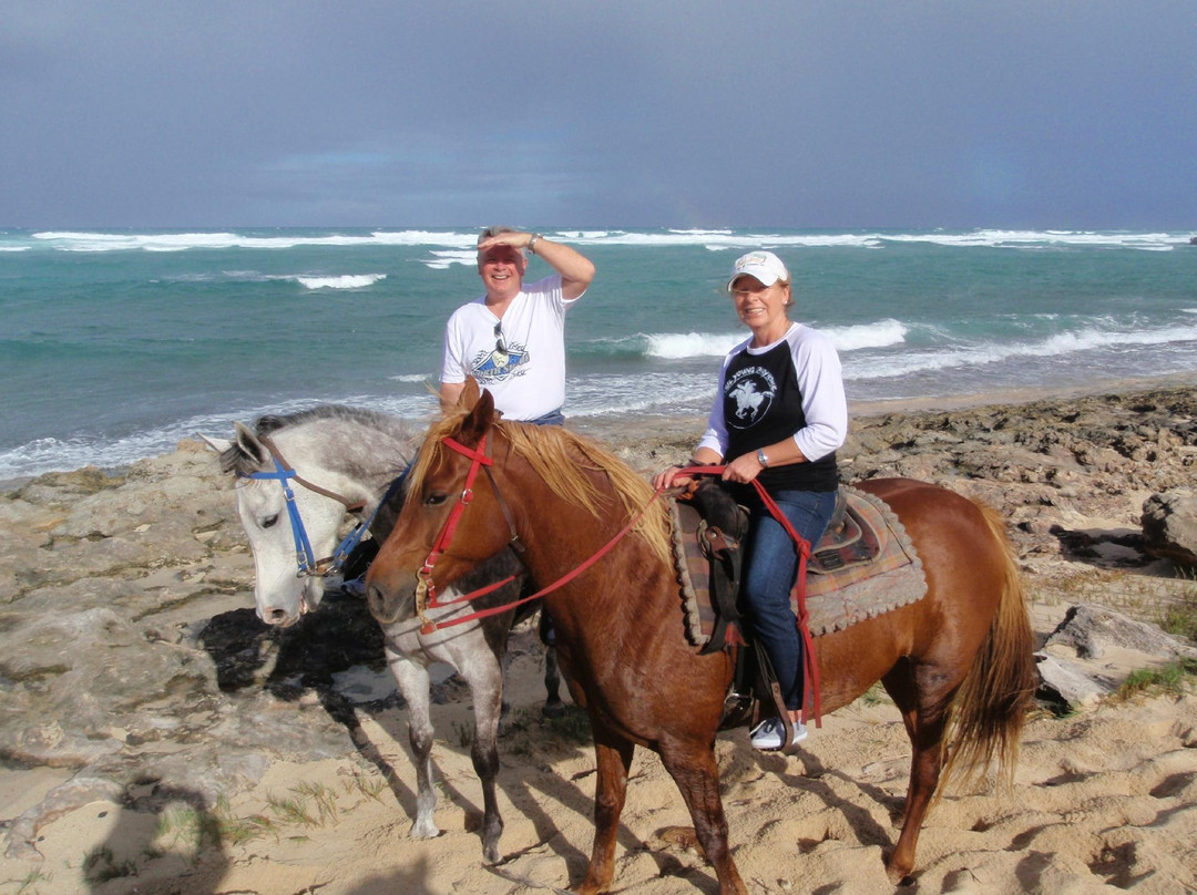 Kahuku-Kai Horse Ranch-卡胡库必去景点