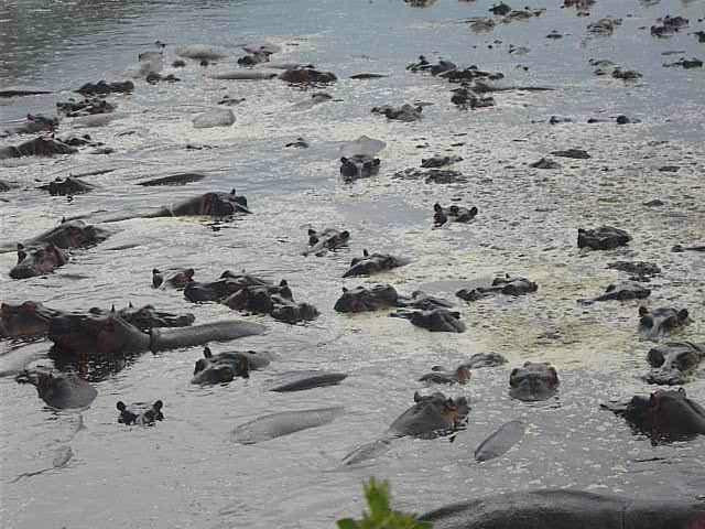 Serengeti Hippo Pool-塞伦盖蒂国家公园必去景点