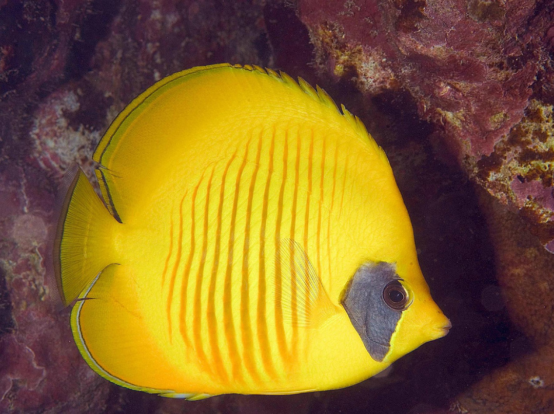 Aquarius Diving Club Medellín景点图片