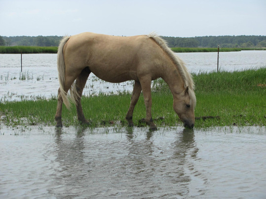 Chincoteague Cruises & Nature Tours-钦科蒂格岛必去景点