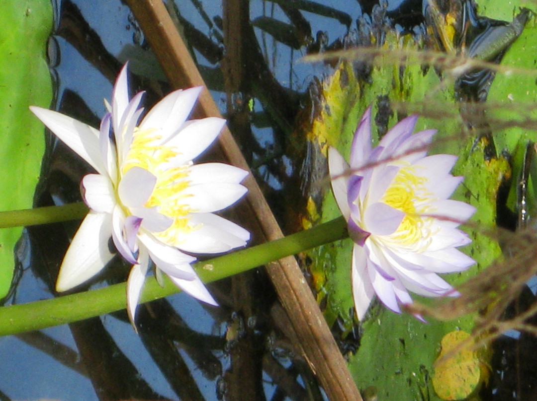 Cattana Wetlands景点图片