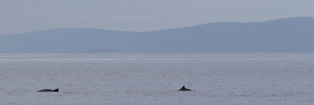 Hebridean Whale Cruises景点图片