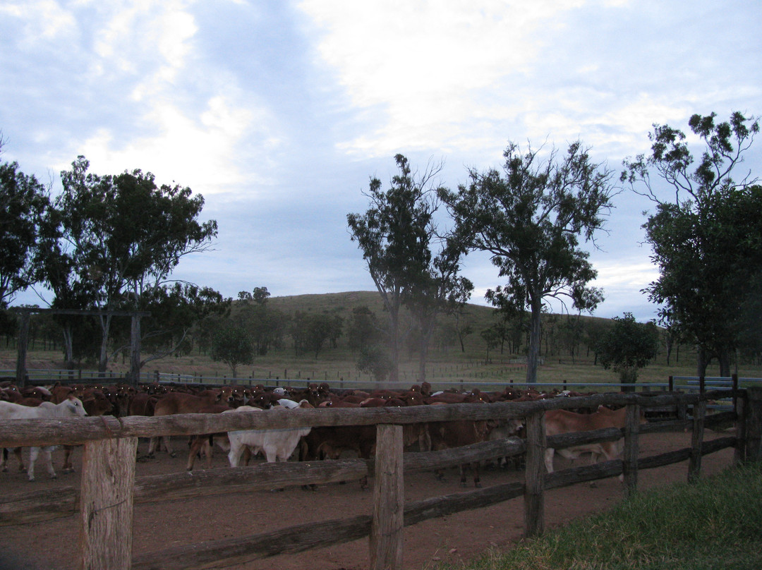 Langmorn Station-Raglan必去景点