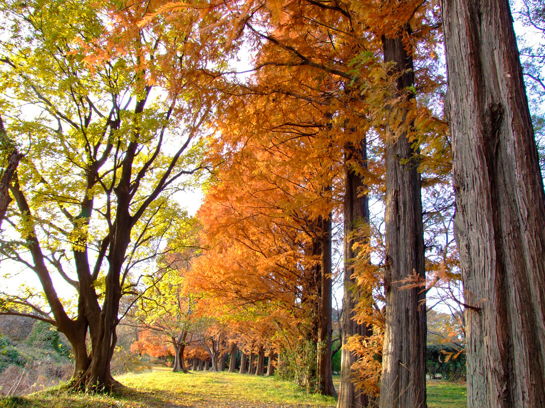 Akigase Park景点图片