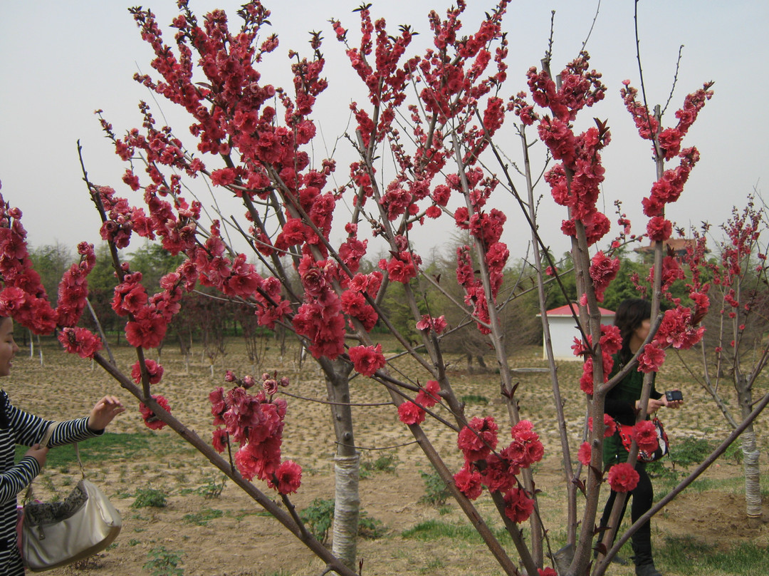 菏泽曹州牡丹园-曹县必去景点