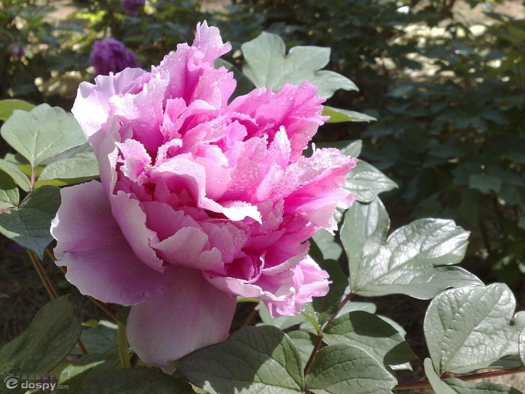 武定狮子山风景区-武定县必去景点