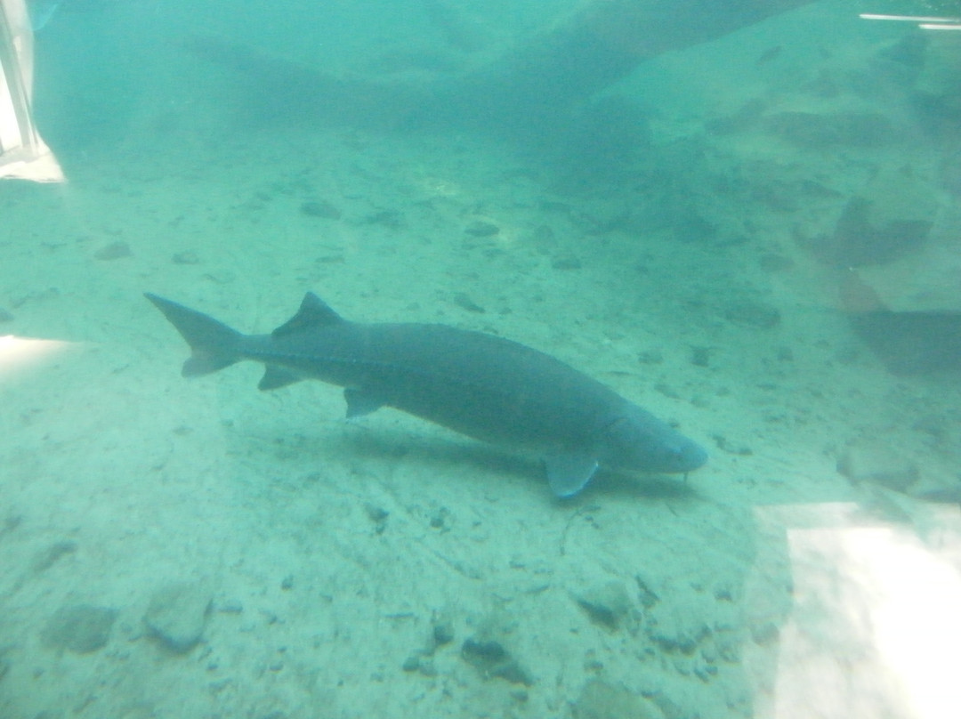 Sturgeon Viewing Pond and Interpretive Center-Cascade Locks必去景点