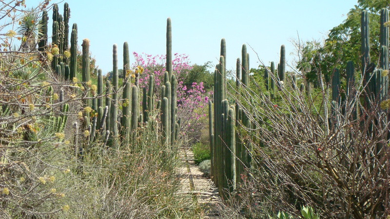 Jardin Etnobotanico de Oaxaca景点图片