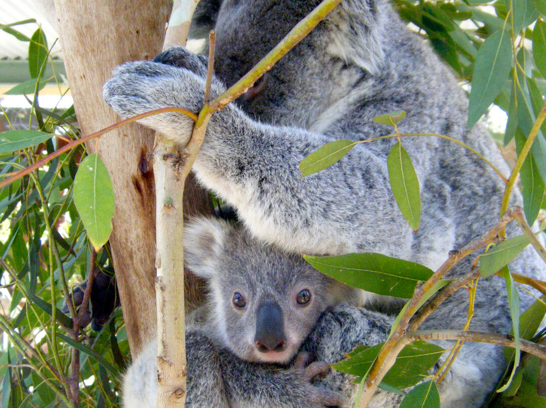 Walkabout Wildlife Sanctuary景点图片